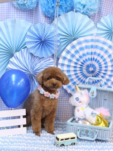 20231121ブラちゃん